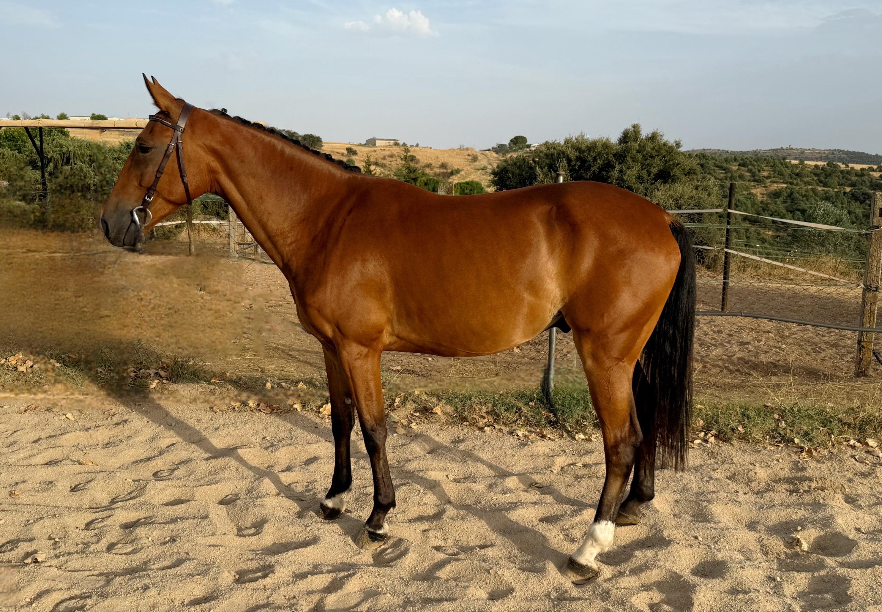 horse